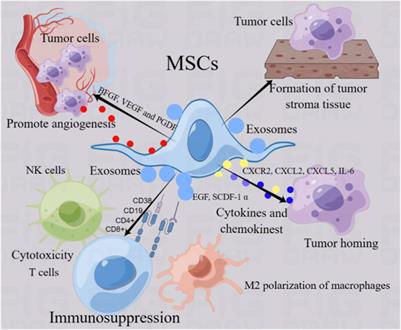 Mesenchymal stem cell transplantation plays a role in relieving cancer pain